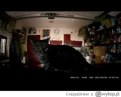 CrazyxDriver - #koty #heheszki #pokazkota