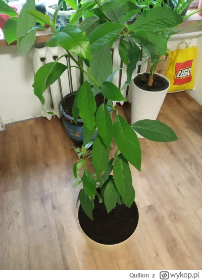 Qullion - W końcu awokado przesadziłem. Oba siedziały w jednej doniczce, mniejsze mie...