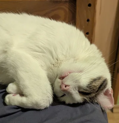 vulcanitu - #koty #pokazkota 
Goofy boi