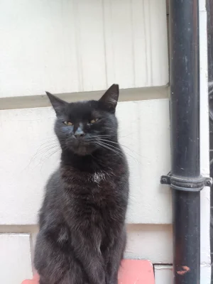 SamuraiJack_ - #koteczkizprzypadku