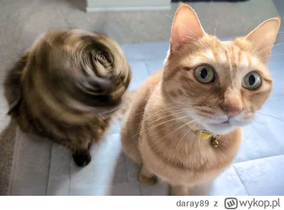 daray89 - #codziennykotopetany #dziwnekotki