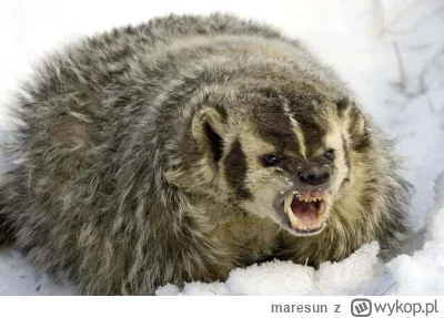 maresun - jestem ze wsi, mam 6 rodzeństwa, jestem hydraulikiem, prawnikiem, jeździłem...