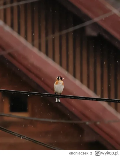 okoniaczek - Wrzucam na wykop kolejnego bird pica, a może ktoś lubi oglądać takie mał...