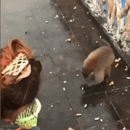 wfyokyga - Monke się w-----ł xd