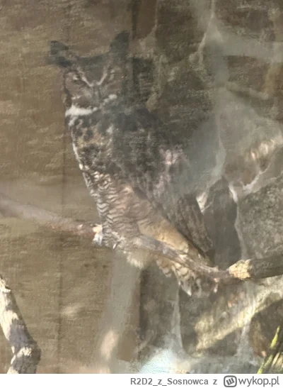 R2D2zSosnowca - @R2D2zSosnowca ale wyczaiłem śpiocha w krzaczorach co?