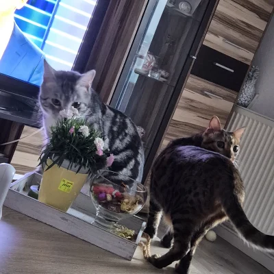 Lujdziarski - #pokazkota #dziarskikacperek Chodzimy se po stole i co nam zrobisz? Bab...