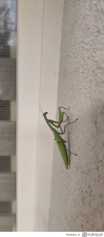 Sumiru - Taki ziomeczek zawitał do mnie na balkon ( ͡º ͜ʖ͡º)
#fotografia #przyroda #c...