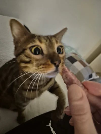 Lujdziarski - #pokazkota #dziarskikacperek Masz poczęstuj się!   Aaaa nie dla kotka m...