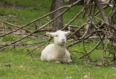 jutronaobiadznowuryz - fajna jest dynamika rodzinna wśród jagniąt, bo te związane z m...
