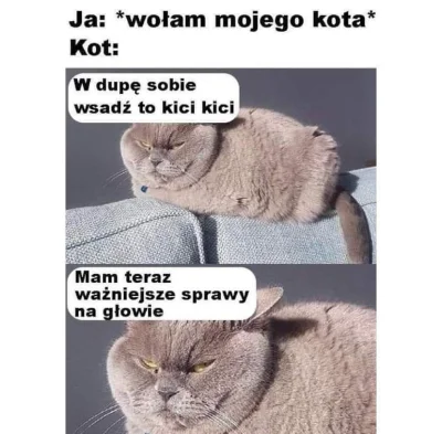 grand_khavatari - #koty #heheszki