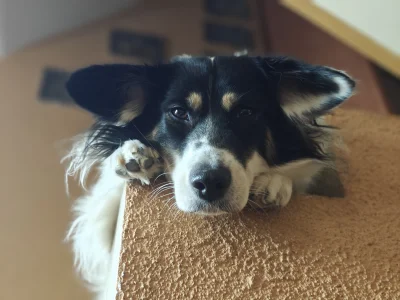 mandamin - Całe 20kg psa

#pokazpsa