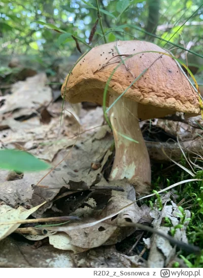 R2D2zSosnowca - @R2D2zSosnowca a I grzybiarze mieliby co robić