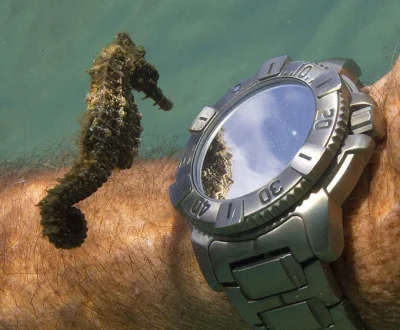 Borealny - Konik morski sprawdza swoje odbicie w zegarku nurka. 
Fot. Don McLeish
#fo...