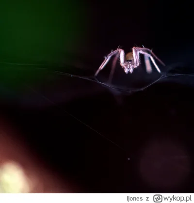 ijones - Pajonk z doniczki z aloesem na moim oknie - akurat dziś przyszedl nowy obiek...