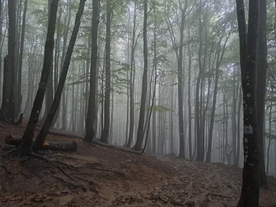 Infirmusest - #spierdotrip #buki #las