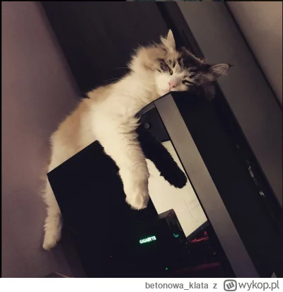betonowa_klata - Mój kitku Miauczysław zwany Mietkiem  #pokazkota #koty