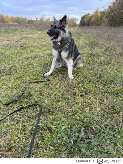 sawantir - Poradnik dla Psiarzy – od Psiarza

Jestem dumnym przewodnikiem Owczarka St...