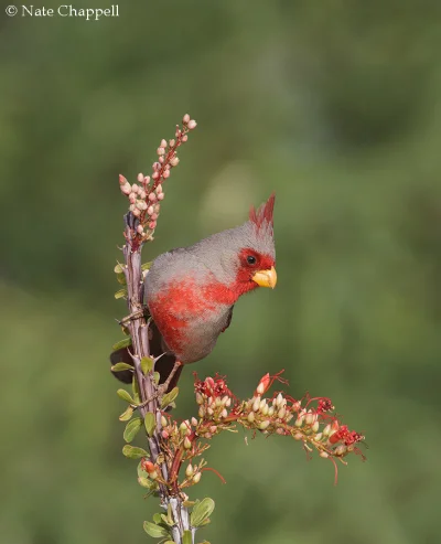 Lifelike - Kardynał karmazynowy (Cardinalis sinuatus) [samiec]
Autor
#photoexplorer #...
