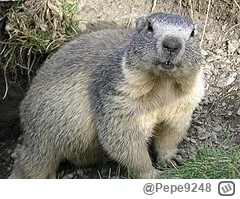 Pepe9248 - Kulesza mi przypomina świstaka xD
#reprezentacja #mecz