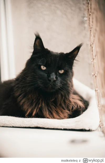 maikeleleq - @maikeleleq