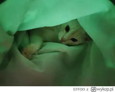 EFFOO - #pokazkota #kitku #koty 
Obcy - 9 pasażer Nostromo (｡◕‿‿◕｡)