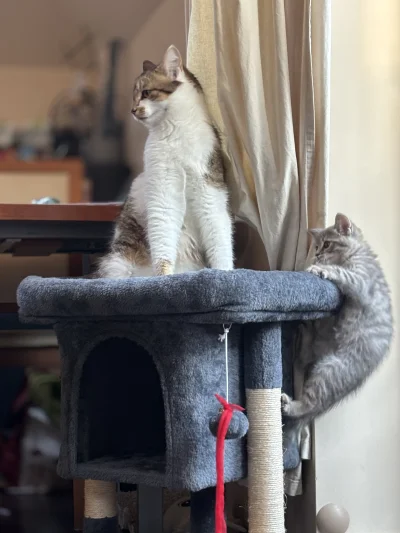 wybryk_natury - W końcu mógł sobie poleżeć na drapaku, bo tak to młoda go cały czas z...