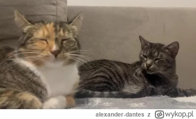 alexander-dantes - "Sisterka medytuje, ja jednym okiem pacze bo mi sie nie chcem nic,...