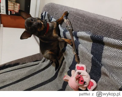 pafffel - Sonia już do spania