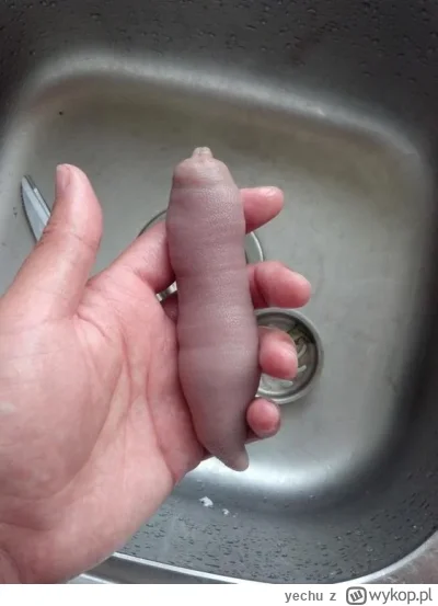 yechu - #danielmagical