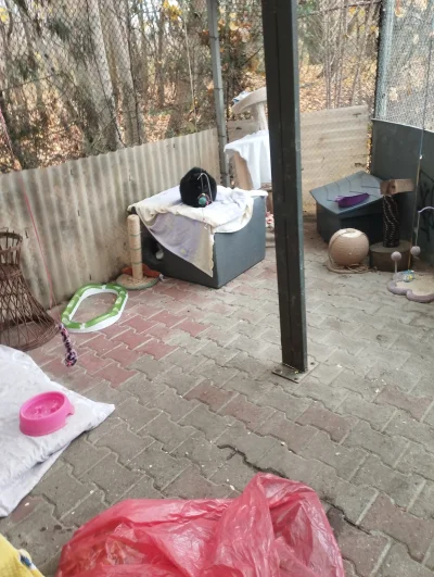 biedny_huop - Huop dziś na kotach w schronisku ehhh 
#przegryw