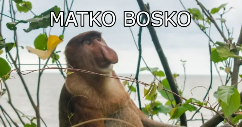 RitmoXL - #f1 To są niesamowite rzeczy co ten chłopak robi. Będą o tym pisać książki ...