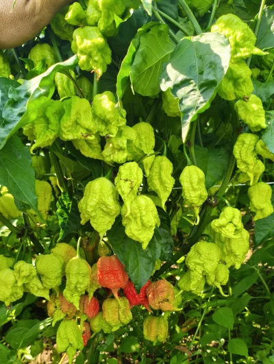 Rembrant - Mała aktualizacja uprawy Caroliny Reaper. Tak mniej więcej wygląda uprawa ...