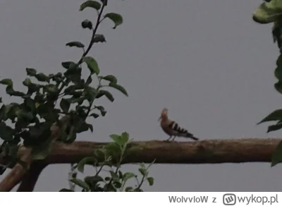 WolvvloW - #spierdotrip #fotografía #zwierzaczki

No wredny gnojek. Nie mogę go ustrz...