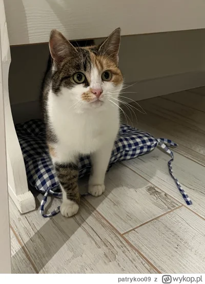 patrykoo09 - #pokazkota (ʘ‿ʘ)