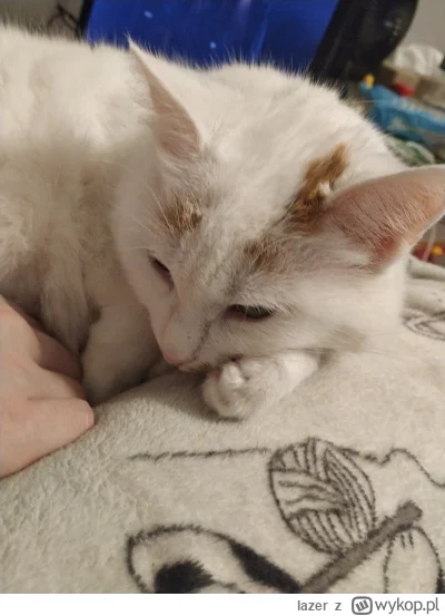 lazer - ehhhhhhh czowjek
#kot #koty