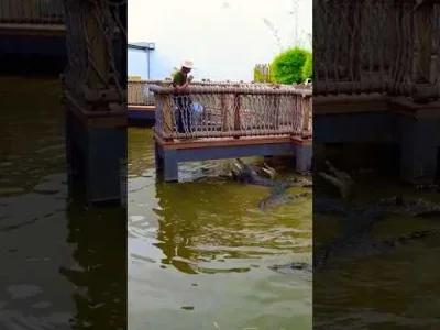 PGD - Animal planet ! Tylko małpy brakuje.
https://youtube.com/shorts/9P3D03yVgE4?si...