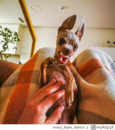 maszfajnedonice - Małe psy też są wredne i chciałyby często zabić ale mogą co najwyże...