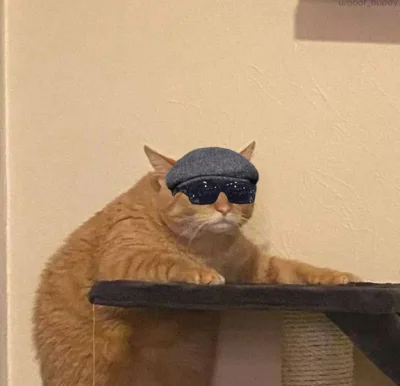 vieniasn - KOT W KASZKIECIE CO NA TO POWIECIE