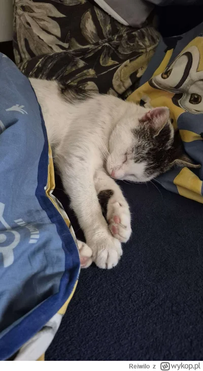 Reiwilo - #pokazkota Pomyśleć że w listopadzie znalazłem go w stodole i się mnie bał ...