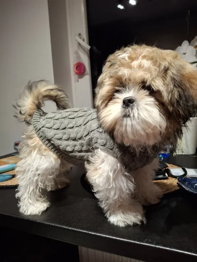 Bardzofajnykolega - Ech kupiłem psa obronnego do ochrony miru domowego, a Mirki chcą ...