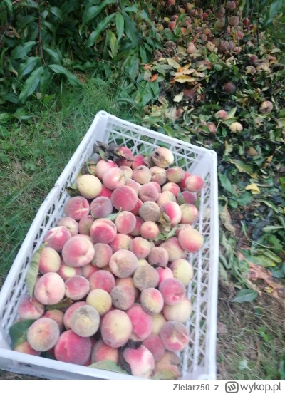 Zielarz50 - Dzisiejszy zbiór brzoskwini, sporo niestety spadło i zgniło a zdjęcie grz...