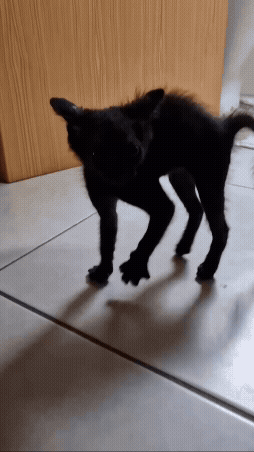 jestemtakizmeczony - @jestemtakizmeczony: ja jestem diabeu!