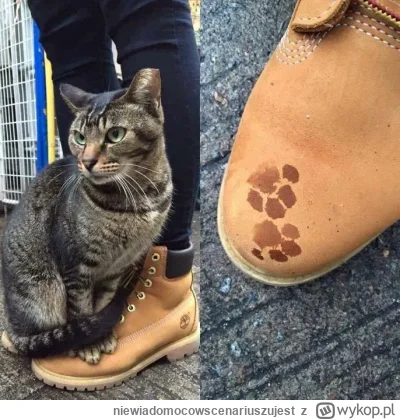 niewiadomocowscenariuszujest - #kitku