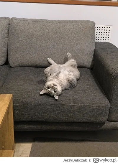 JerzyDabczak - Kot mi dramatycznie poległ.
#pokazkota #koty