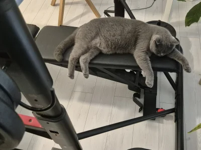 quintus - Mięśnie brzucha zrobione. Ale jakim kosztem ...

#koty #kotki #smiesznekotk...