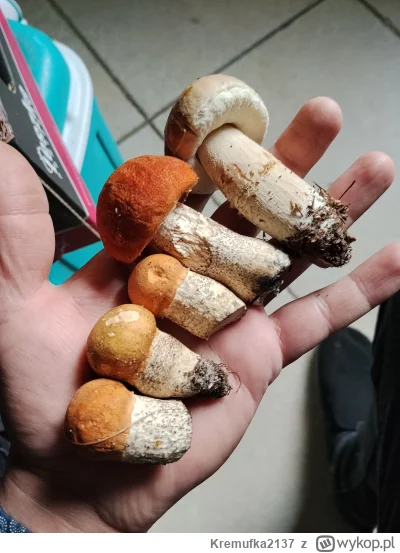 Kremufka2137 - @Kremufka2137 takie słodziaki