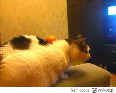 Semigod - @SmutnyKot ej też mam zdjęcie kota z mandarynką w galerii ( ͡° ͜ʖ ͡°)