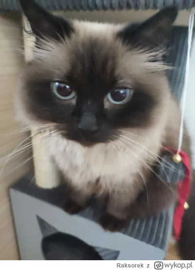 Raksorek - #pokazkota #kot #kitku #koty