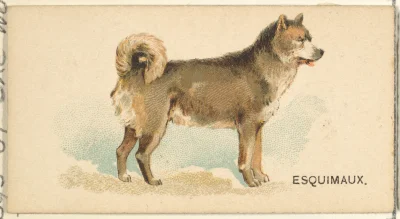 Loskamilos1 - Karta numer 33, kanadyjski pies eskimoski, dawniej znany właśnie pod wi...