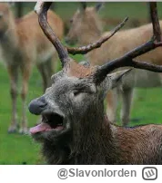 Slavonlorden - @Mega_Smieszek: Ellie z downem